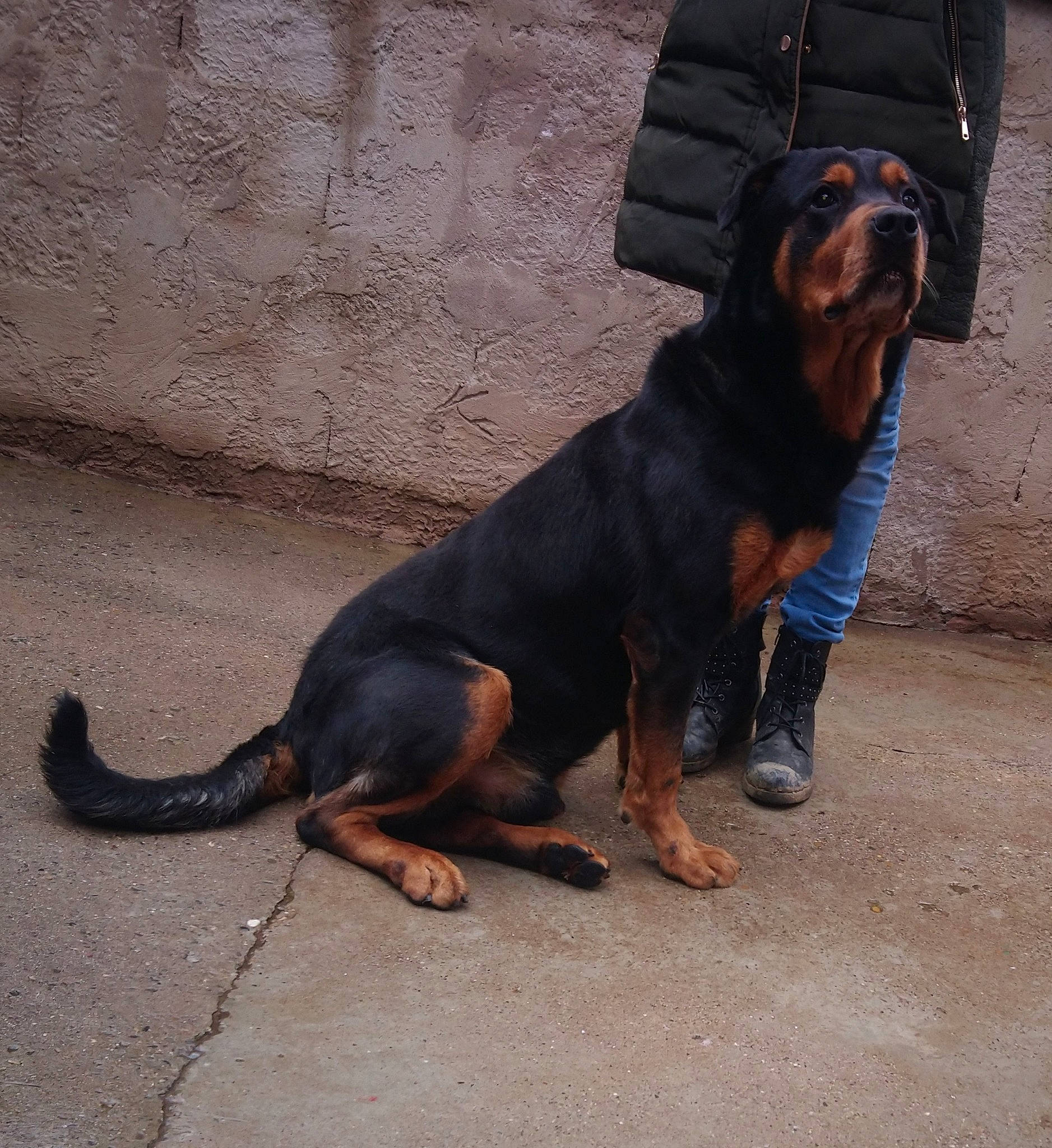 Tayvo a rejoint le concours — aidez-le/la à gagner de superbes lots ! austrian_black_and_tan_hound, canidae, carnivore, companion_dog, dog, dog_breed, hellenikos_ichnilatis, hound, hunting_dog, lithuanian_hound, mammal, montenegrin_mountain_hound, polish_hunting_dog, rare_breed_dog, rottweiler, snout, sporting_group, tyrolean_hound, vertebrate