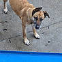 Kira participe au concours pour gagner de l'argent avec cette photo : dog, tan_coat, concrete, curious, standing, outdoor, pavement, animal, pet, ears_up, looking_up, brown, canine, snout, four_legs, daylight, side_view, quiet, alone, urban