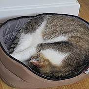 Tête Ronde participe au concours pour gagner de l'argent avec cette photo : bed, cat, closeup, comfortable, cozy, curled_up, ears, fur, furniture, hardwood_floor, home, indoor, napping, paw, pet, pet_bed, resting, sleeping, tabby, wall