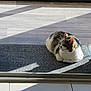 Gros Bb a rejoint le concours — aidez-le/la à gagner de superbes lots ! cat, cozy, domestic_cat, fur, home_interior, indoor, loaf, mat, pet, portrait, relaxed, rug, shadow, sitting, sliding_door, sunbeam, sunlight, whiskers, window, wood_floor
