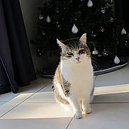 Gros Bb a rejoint le concours — aidez-le/la à gagner de superbes lots ! cat, christmas_tree, curtains, cute, decor, fur, holiday_decoration, home, indoor, living_room, ornament, paws, pet, portrait, shadow, sitting, sunlight, tabby_cat, tiled_floor, whiskers