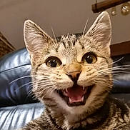 Simone a rejoint le concours — aidez-le/la à gagner de superbes lots ! cat, tabby, close_up, indoor, leather_couch, whiskers, ears, fur, pet, animal, wide_eyes, open_mouth, happy, cute, feline, domestic_cat, face, expression, sitting, household