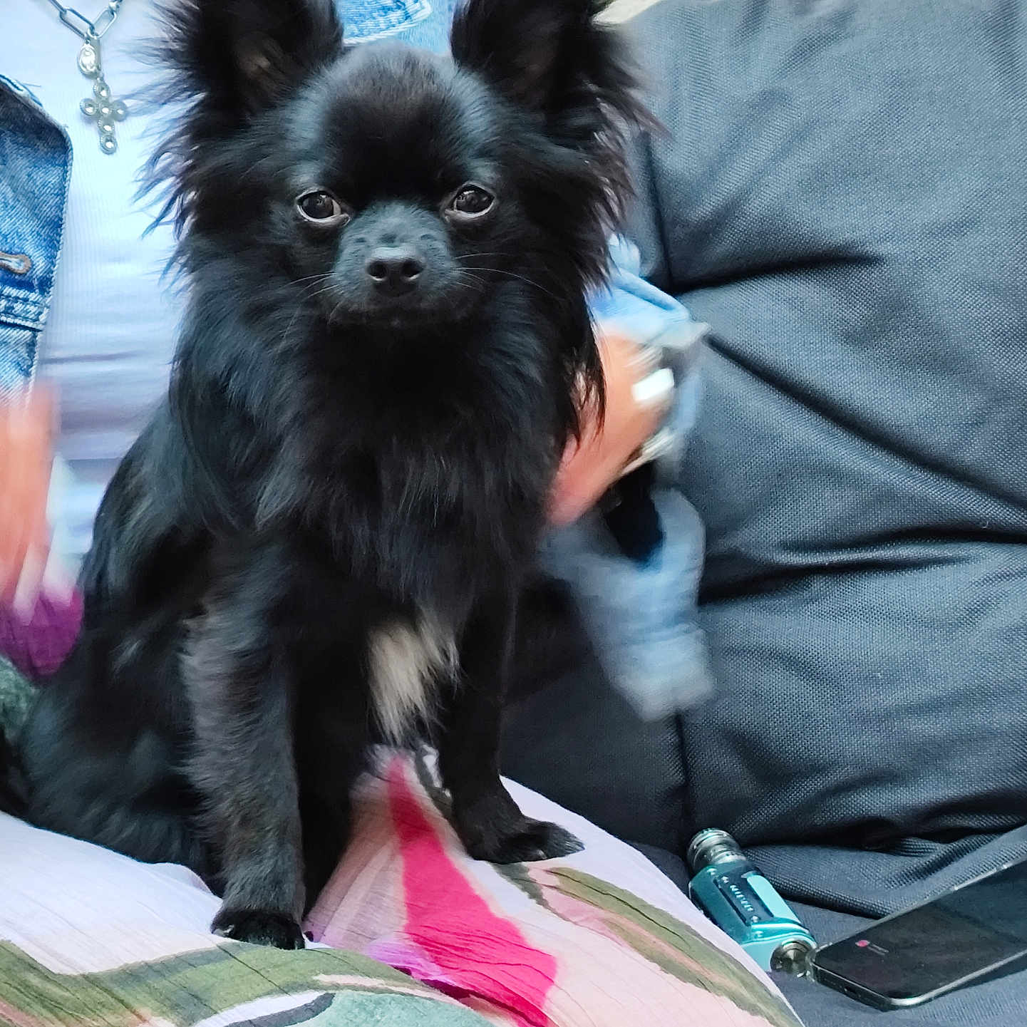 Volt participe au concours pour gagner de l'argent avec cette photo : accessories, adult, affenpinscher, animal, canine, cockerspaniel, couch, dog, face, female, furniture, head, jewelry, necklace, papillon, person, pet, puppy, terrier, woman