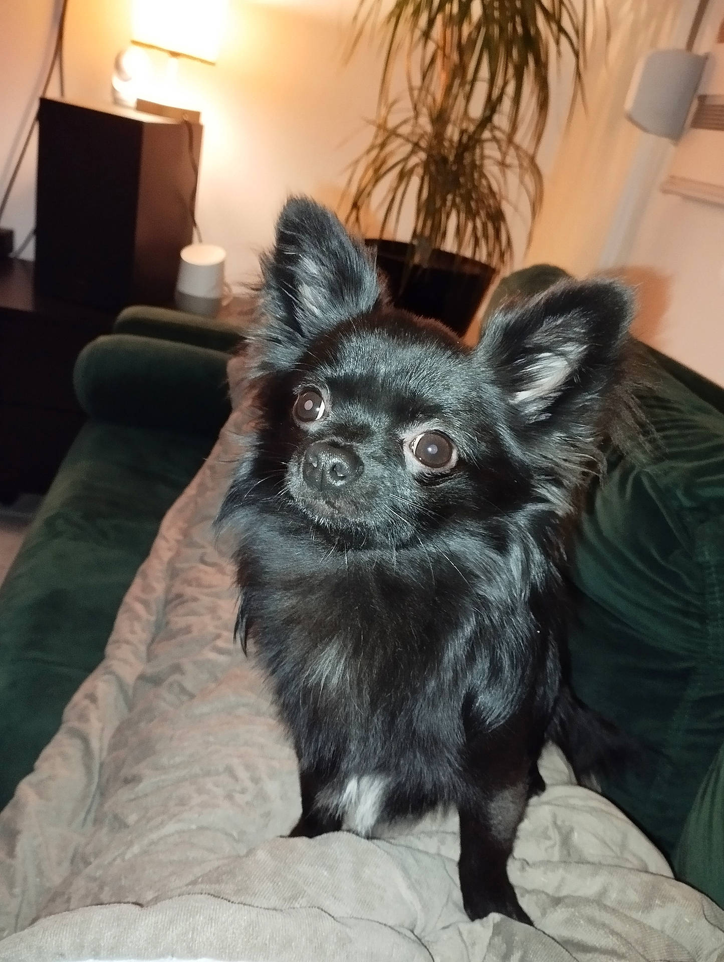 Volt participe au concours pour gagner de l'argent avec cette photo : animal, architecture, building, canine, chihuahua, cockerspaniel, couch, cushion, dog, furniture, homedecor, indoors, interiordesign, lamp, livingroom, papillon, pet, puppy, room, tablelamp