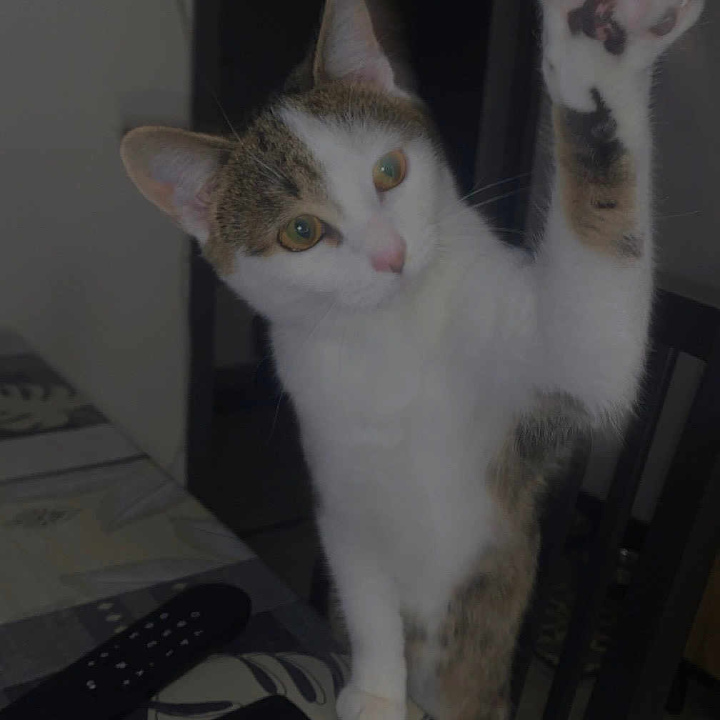 Mia a rejoint le concours — aidez-le/la à gagner de superbes lots ! abyssinian, animal, cat, computer, computerhardware, computerkeyboard, couch, electronics, furniture, hardware, kitten, laptop, manx, monitor, pc, pet, remotecontrol, screen, table, wood