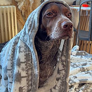 Chanel a rejoint le concours — aidez-le/la à gagner de superbes lots ! blanket, brown_dog, calm, chair, cozy, decor, dog, floor, fur, furniture, indoor, natural_light, patterned_blanket, pet, portrait, radiator, resting, table, warmth, window