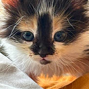 Choupie participe au concours pour gagner de l'argent avec cette photo : kitten, cat, close_up, fur, blue_eyes, whiskers, pet, young, cute, animal, mammal, face, indoor, soft, fluffy, curious, portrait, feline, domestic, resting