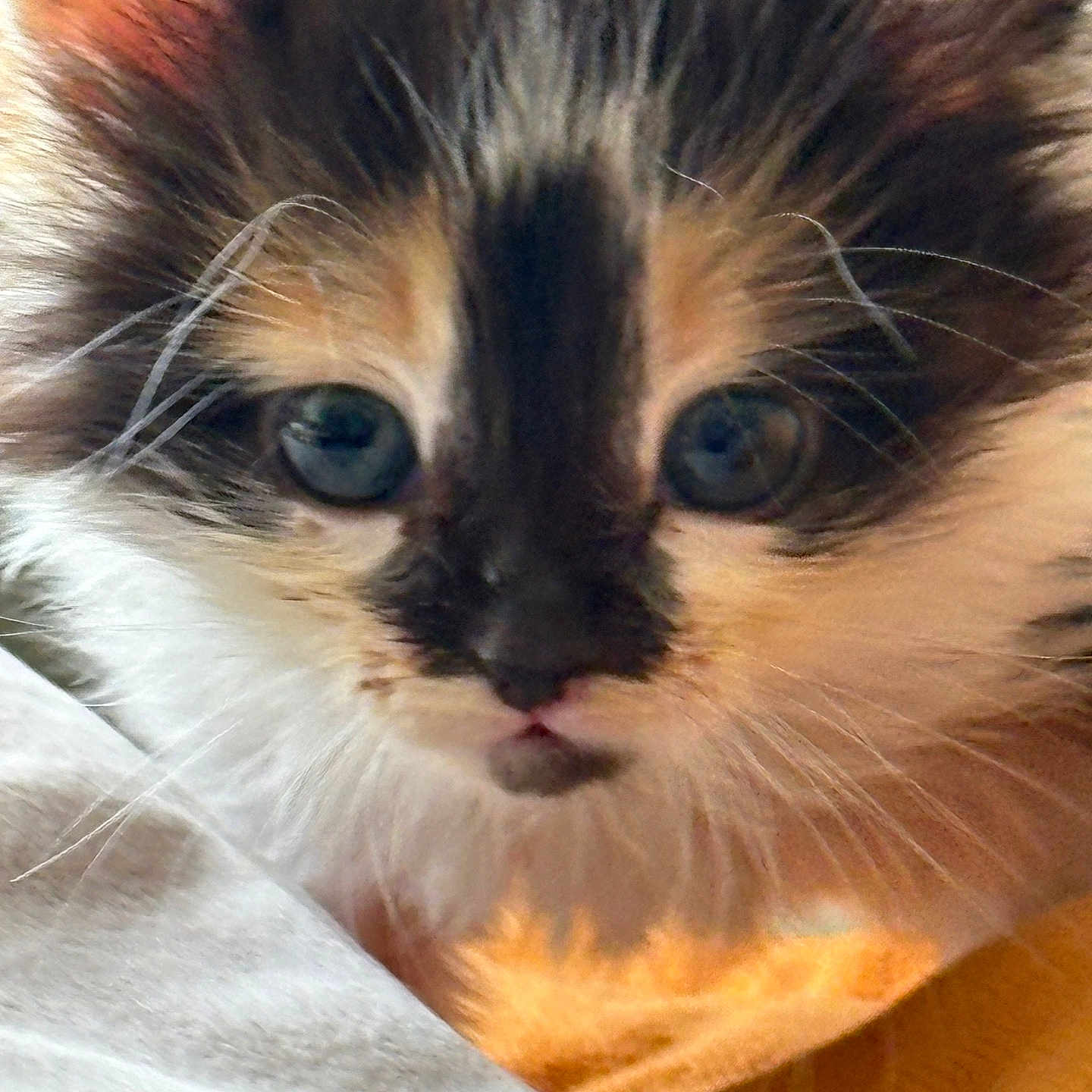 Choupie participe au concours pour gagner de l'argent avec cette photo : animal, blue_eyes, cat, close_up, curious, cute, domestic, face, feline, fluffy, fur, indoor, kitten, mammal, pet, portrait, resting, soft, whiskers, young