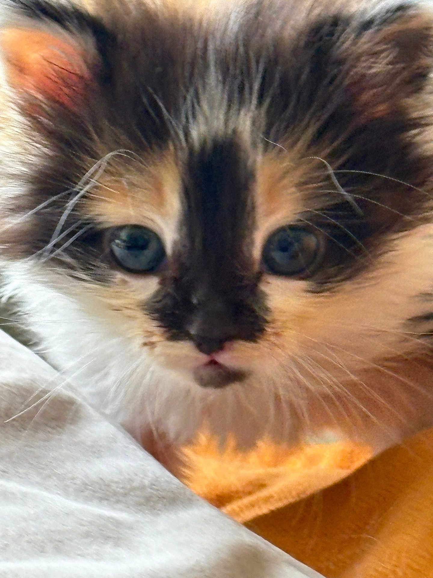 Choupie participe au concours pour gagner de l'argent avec cette photo : kitten, cat, close_up, fur, blue_eyes, whiskers, pet, young, cute, animal, mammal, face, indoor, soft, fluffy, curious, portrait, feline, domestic, resting
