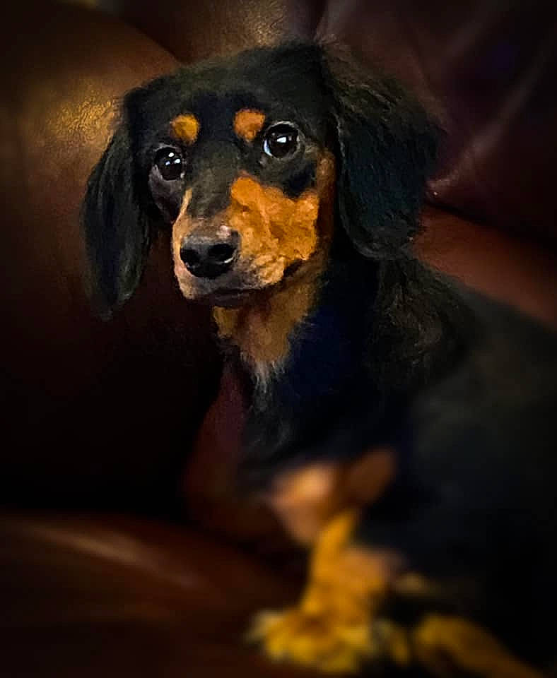 Sadie is registered to the contest to win money with this photo: black, brown, canidae, carnivore, companion_dog, dachshund, dog, dog_breed, fur, hound, iris, liver, snout, sporting_group, vertebrate, whiskers, working_animal, working_dog
