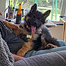 Myah is registered to the contest to win money with this photo: dog, puppy, german_shepherd, pet, indoor, person, lap, window, bottle, table, notebook, scissors, couch, fur, tongue_out, collar, tag, happy, ears_up, relaxed