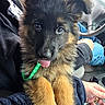 Myah is registered to the contest to win money with this photo: puppy, dog, german_shepherd, pet, animal, fluffy, tongue_out, collar, car_interior, person, lap, hand, steering_wheel, seat, clothing, blue_jeans, black_jacket, cute, closeup, indoors