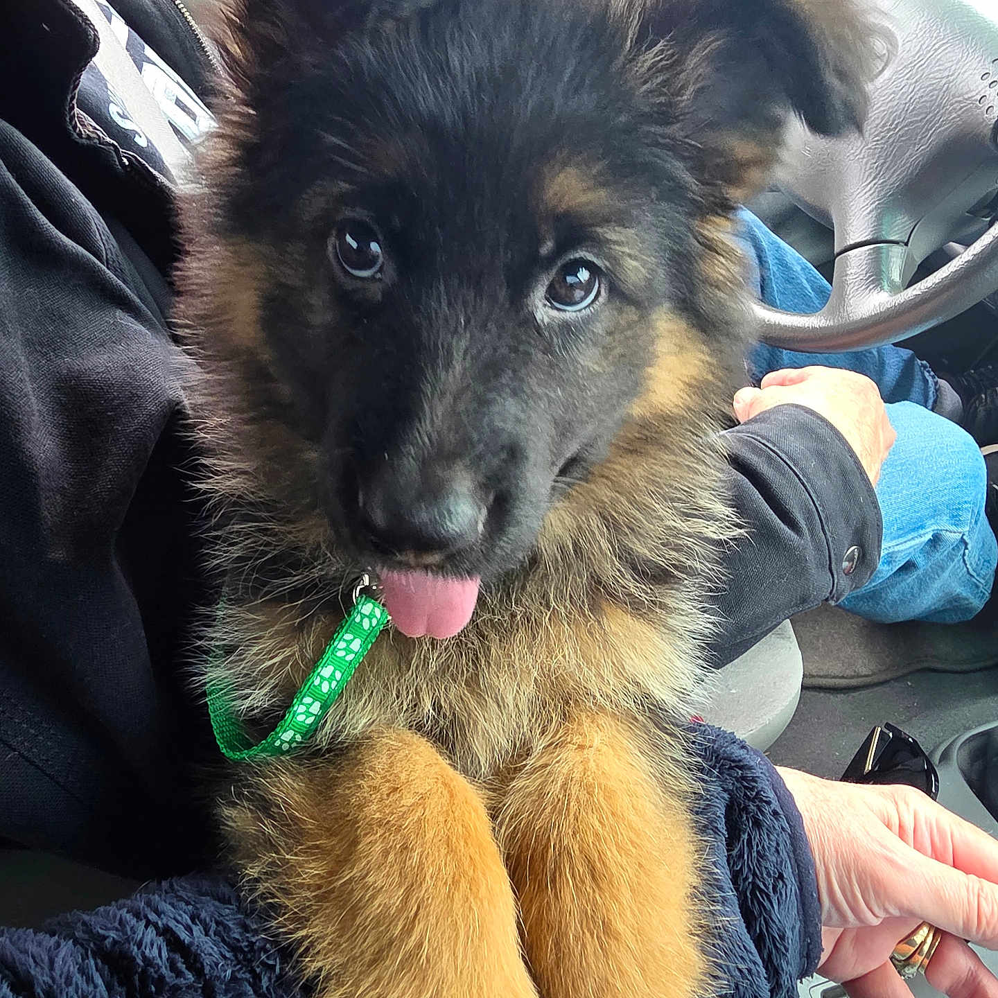 Myah is registered to the contest to win money with this photo: puppy, dog, german_shepherd, pet, animal, fluffy, tongue_out, collar, car_interior, person, lap, hand, steering_wheel, seat, clothing, blue_jeans, black_jacket, cute, closeup, indoors