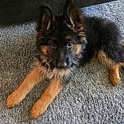 Myah is registered to the contest to win money with this photo: german_shepherd, puppy, dog, pet, fur, ears, carpet, indoor, cute, animal, laying, looking, young, mammal, adorable, portrait, furry, canine, home, relaxed