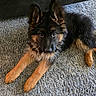 adorable, animal, canine, carpet, cute, dog, ears, fur, furry, german_shepherd, home, indoor, laying, looking, mammal, pet, portrait, puppy, relaxed, young