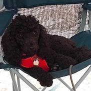 Viking participe au concours pour gagner de l'argent avec cette photo : dog, poodle, black_dog, pet, animal, chair, camping_chair, outdoor, harness, red_harness, relaxed, pet_tag, fur, legs, paw, mesh_screen, ground, daylight, resting, canine