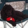 dog, poodle, black_dog, pet, animal, chair, camping_chair, outdoor, harness, red_harness, relaxed, pet_tag, fur, legs, paw, mesh_screen, ground, daylight, resting, canine