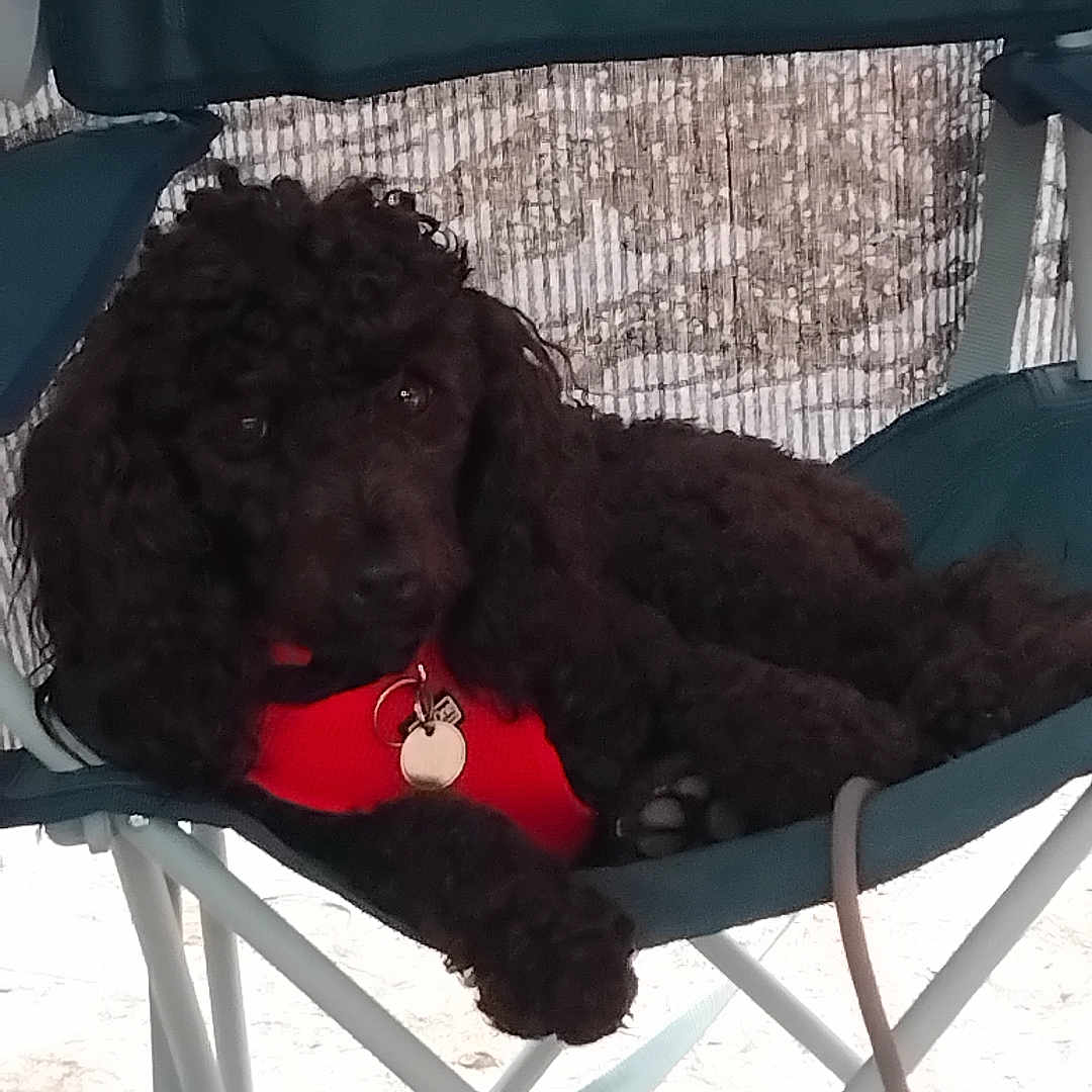 Viking participe au concours pour gagner de l'argent avec cette photo : dog, poodle, black_dog, pet, animal, chair, camping_chair, outdoor, harness, red_harness, relaxed, pet_tag, fur, legs, paw, mesh_screen, ground, daylight, resting, canine