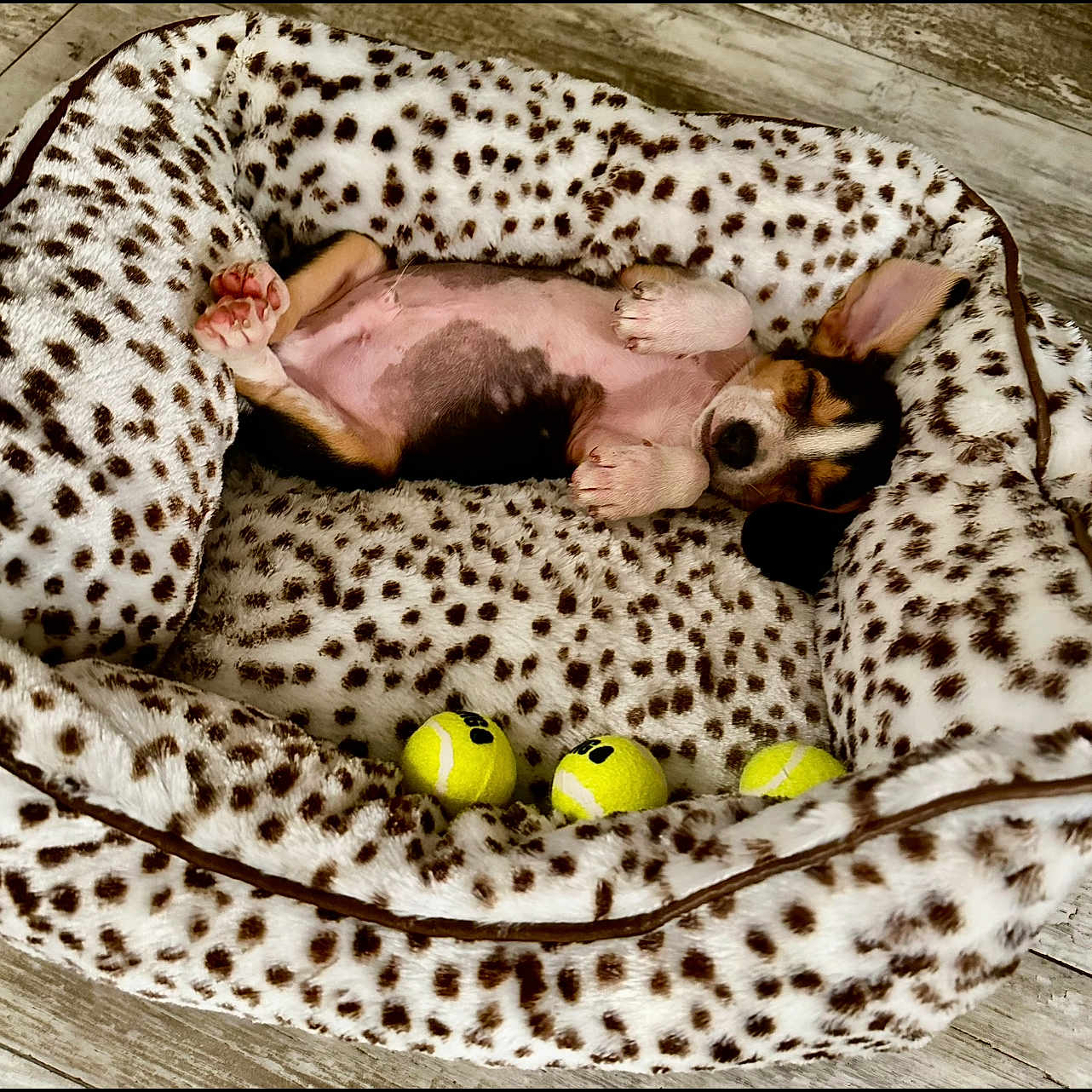 Luffy is registered to the contest to win money with this photo: adorable, animal, bed, black_brown_white_fur, cozy, cute, dog, dog_bed, floor, indoor, leopard_print, pet, pink_paw_pads, puppy, relaxed, resting, sleeping, small, tennis_balls, wood_floor