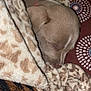 Dyymond is registered to the contest to win money with this photo: puppy, sleeping, blanket, cozy, soft_texture, patterned_blanket, brown, fur, pet, animal, cute, resting, indoors, comfort, small_dog, snuggled, peaceful, warm, nose, ear