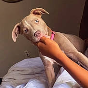 Dyymond is registered to the contest to win money with this photo: dog, pet, bed, hand, pink_collar, indoor, light_eyes, fur, white_bedspread, person, playing, cute, animal, nibble, curious, resting, furniture, cozy, domestic, home