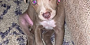 Dyymond is registered to the contest to win money with this photo: puppy, dog, indoor, carpet, couch, brown, pink_collar, sitting, young, pet, cute, animal, fur, ears, eyes, nose, paw, texture, pattern, floor