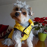 Newton participe au concours pour gagner de l'argent avec cette photo : dog, yellow_jacket, table, living_room, potted_plant, red_flowers, couch, decor, fur, pet, indoor, curious, small_dog, wooden_surface, cozy, houseplant, tilted_head, fur_texture, domestic, cute