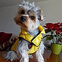 dog, yellow_jacket, table, living_room, potted_plant, red_flowers, couch, decor, fur, pet, indoor, curious, small_dog, wooden_surface, cozy, houseplant, tilted_head, fur_texture, domestic, cute