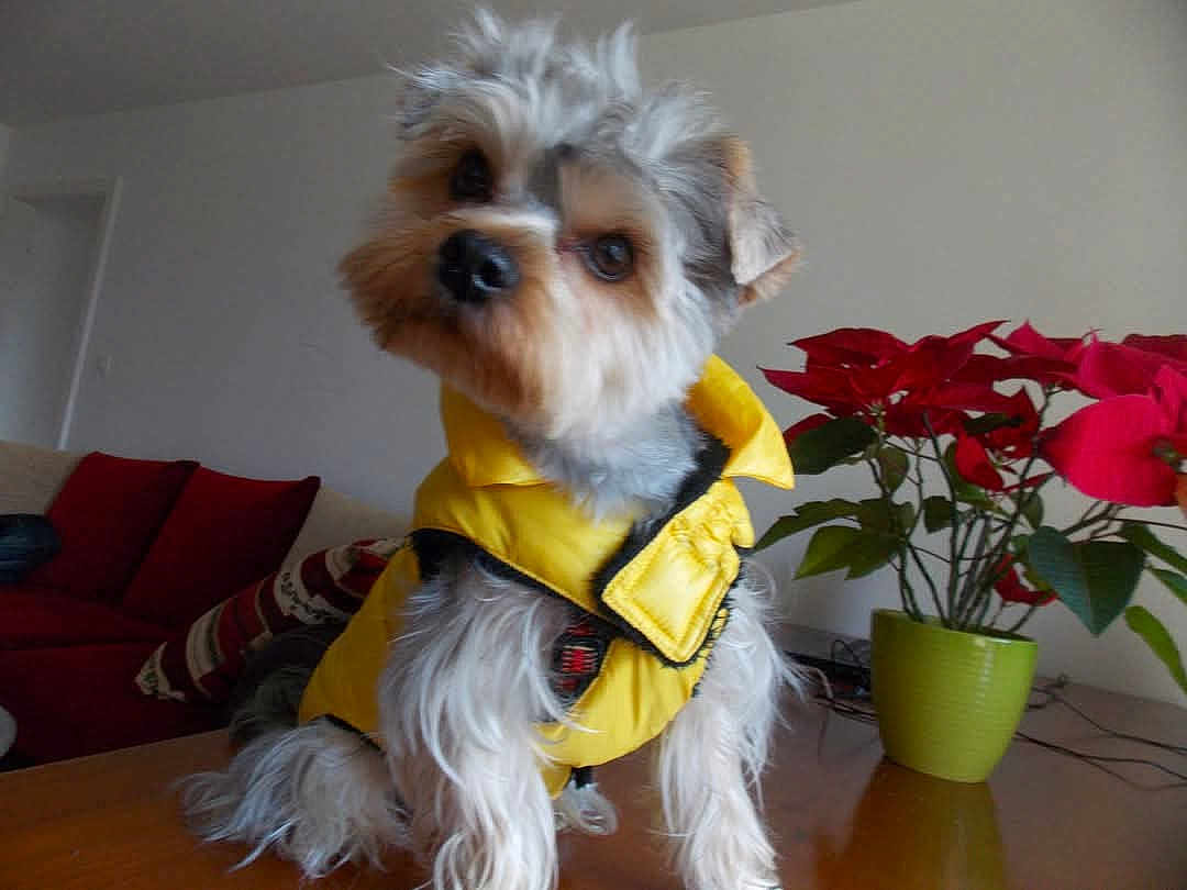 Newton participe au concours pour gagner de l'argent avec cette photo : dog, yellow_jacket, table, living_room, potted_plant, red_flowers, couch, decor, fur, pet, indoor, curious, small_dog, wooden_surface, cozy, houseplant, tilted_head, fur_texture, domestic, cute