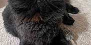 Ozzy is registered to the contest to win money with this photo: cat, black_cat, fluffy, yellow_eyes, pet, indoor, carpet, toy_mouse, curious, feline, animal, domestic_cat, whiskers, soft_fur, close_up, cute, relaxed, lying_down, looking_up, home