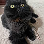 cat, black_cat, fluffy, yellow_eyes, pet, indoor, carpet, toy_mouse, curious, feline, animal, domestic_cat, whiskers, soft_fur, close_up, cute, relaxed, lying_down, looking_up, home