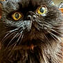 cat, black_cat, close_up, fluffy, wide_eyes, whiskers, indoor, pet, feline, face, curious, animal, domestic, portrait, fur, yellow_eyes, looking, attention, close_range, cute