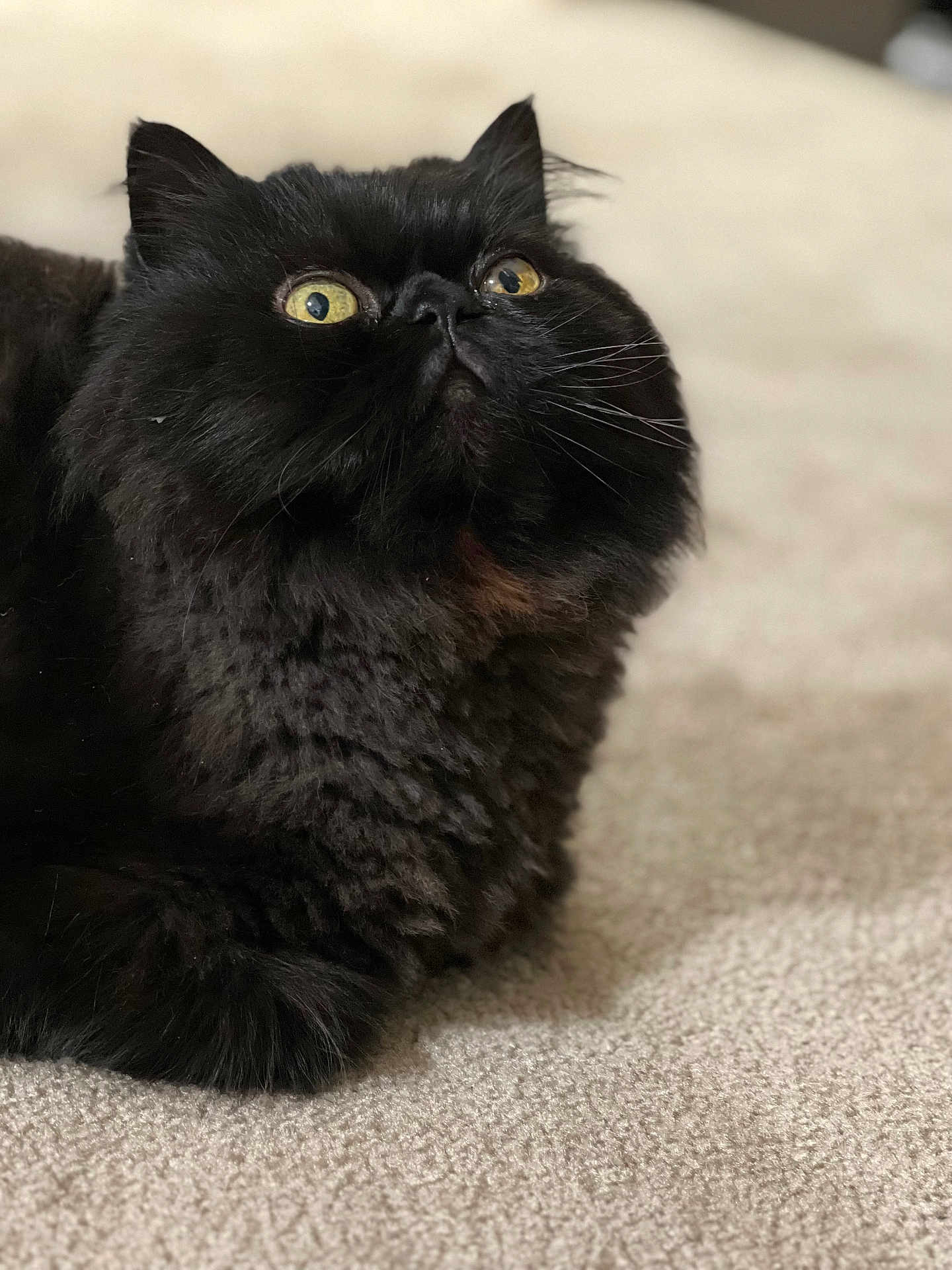 Ozzy