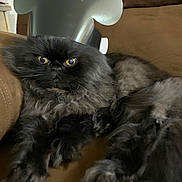 Ozzy is registered to the contest to win money with this photo: cat, black_cat, fluffy, crown, paper_crown, indoor, couch, pet, feline, yellow_eyes, relaxed, fur, animal, mammal, domestic_animal, looking_at_camera, sitting, brown_couch, playful, regal