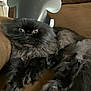 cat, black_cat, fluffy, crown, paper_crown, indoor, couch, pet, feline, yellow_eyes, relaxed, fur, animal, mammal, domestic_animal, looking_at_camera, sitting, brown_couch, playful, regal
