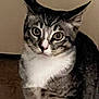 Scooter joined the competition — help win amazing prizes! cat, tabby, pet, animal, fur, whiskers, ears, eyes, face, portrait, indoor, curious, feline, mammal, closeup, sitting, looking, domestic, quiet, alert