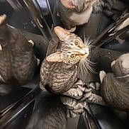 Scooter is registered to the contest to win money with this photo: cat, tabby, reflection, mirror, whiskers, curious, animal, pet, feline, indoor, looking_up, multiple_images, eyes, closeup, pattern, striped, playful, fur, face, head