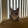 cat, tabby, couch, indoor, pet, animal, feline, curious, alert, ears, fur, whiskers, closeup, texture, window, blinds, light, shadow, relaxing, home