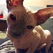 Bibou participe au concours pour gagner de l'argent avec cette photo : sphynx_cat, cat, hairless_cat, pet, animal, indoor, close_up, wrinkled_skin, ears, curious, blanket, cozy, feline, domestic_cat, face, whiskers, sitting, cute, portrait, furry_friend