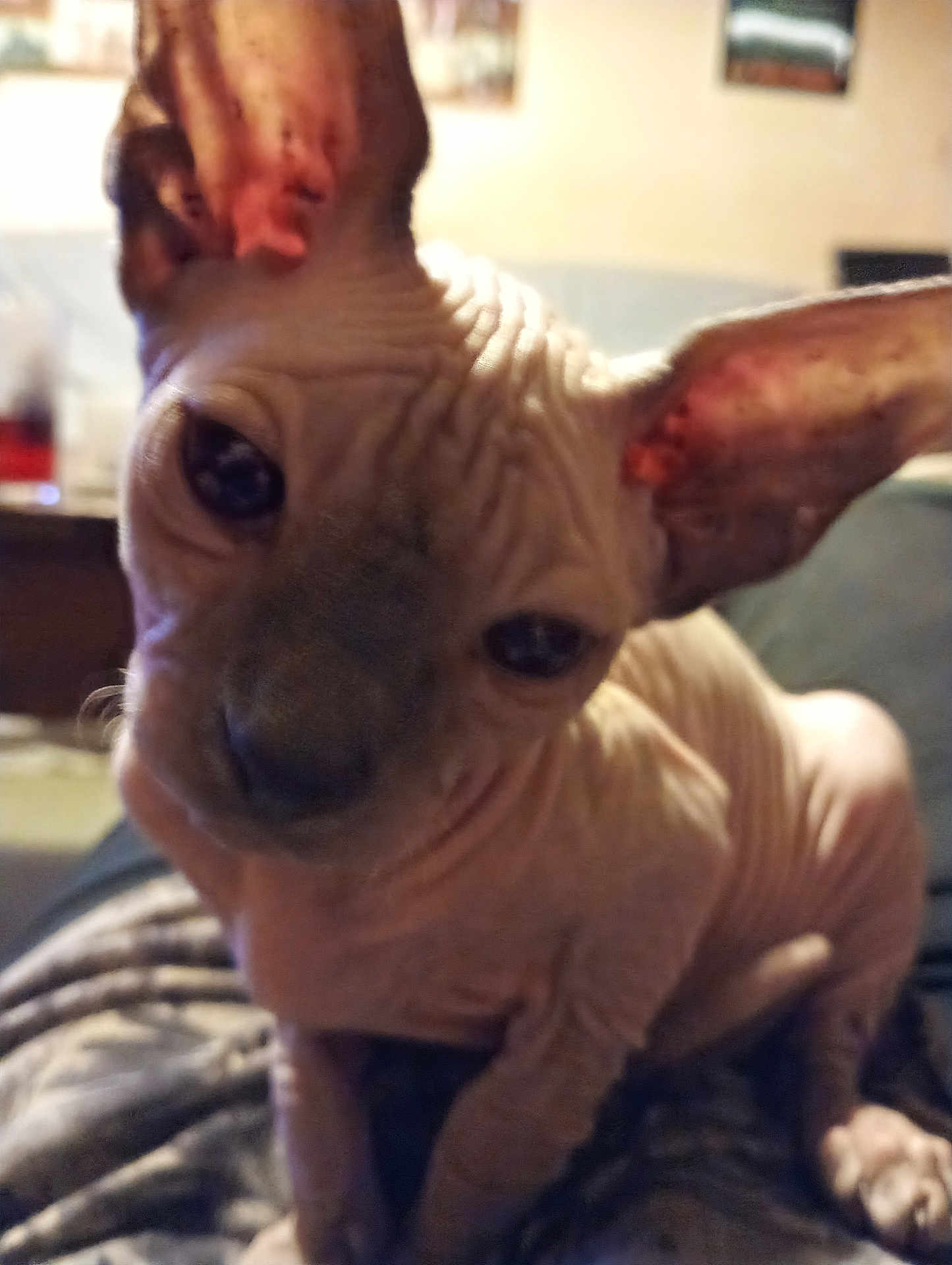 Bibou participe au concours pour gagner de l'argent avec cette photo : sphynx_cat, cat, hairless_cat, pet, animal, indoor, close_up, wrinkled_skin, ears, curious, blanket, cozy, feline, domestic_cat, face, whiskers, sitting, cute, portrait, furry_friend
