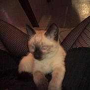 Chanel a rejoint le concours — aidez-le/la à gagner de superbes lots !