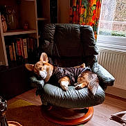 Vinston a rejoint le concours — aidez-le/la à gagner de superbes lots ! dog, corgi, sleeping, chair, leather_chair, jacket, indoors, bookshelf, books, owl_decor, curtains, window, radiator, flooring, carpet, cozy, pet, resting, fur, home