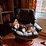 dog, corgi, sleeping, chair, leather_chair, jacket, indoors, bookshelf, books, owl_decor, curtains, window, radiator, flooring, carpet, cozy, pet, resting, fur, home