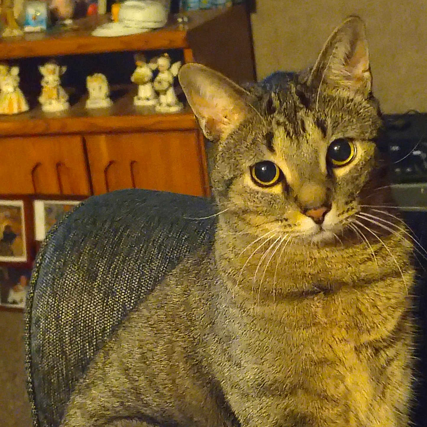 Lucky is registered to the contest to win money with this photo: animal, cat, chair, cozy, curious, decor, domestic, ears, eyes, figurines, fur, furniture, home, indoor, pet, photographs, portrait, shelf, tabby, whiskers