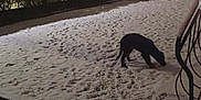 Valka a rejoint le concours — aidez-le/la à gagner de superbes lots ! dog, snow, night, footprints, fence, hedge, streetlight, sidewalk, winter, pet, outdoor, sniffing, yard, cold, street, paw_prints, gate, signpost, railing, low_light