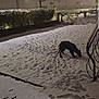dog, snow, night, footprints, fence, hedge, streetlight, sidewalk, winter, pet, outdoor, sniffing, yard, cold, street, paw_prints, gate, signpost, railing, low_light