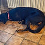 dog, black_dog, sleeping, collar, pink_collar, tiled_floor, tile, indoor, radiator, paw, tail, floor_tiles, relaxed, pet, domestic, lounge, resting, muzzle, snout, companion