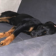 Valka participe au concours pour gagner de l'argent avec cette photo : dog, sleeping_dog, couch, sofa, indoor, pet, paw, black_fur, tan_markings, napping, relaxed, mammal, companion_animal, resting, fur, closeup, side_profile, home, household_furniture, living_room