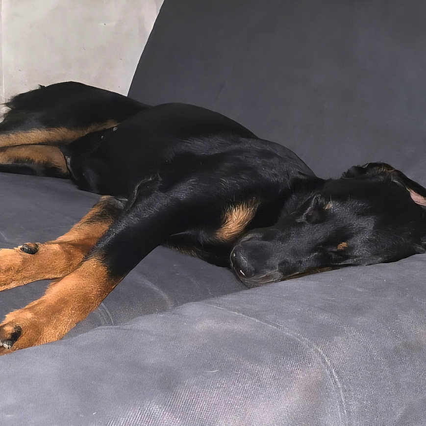 Valka participe au concours pour gagner de l'argent avec cette photo : black_fur, closeup, companion_animal, couch, dog, fur, home, household_furniture, indoor, living_room, mammal, napping, paw, pet, relaxed, resting, side_profile, sleeping_dog, sofa, tan_markings