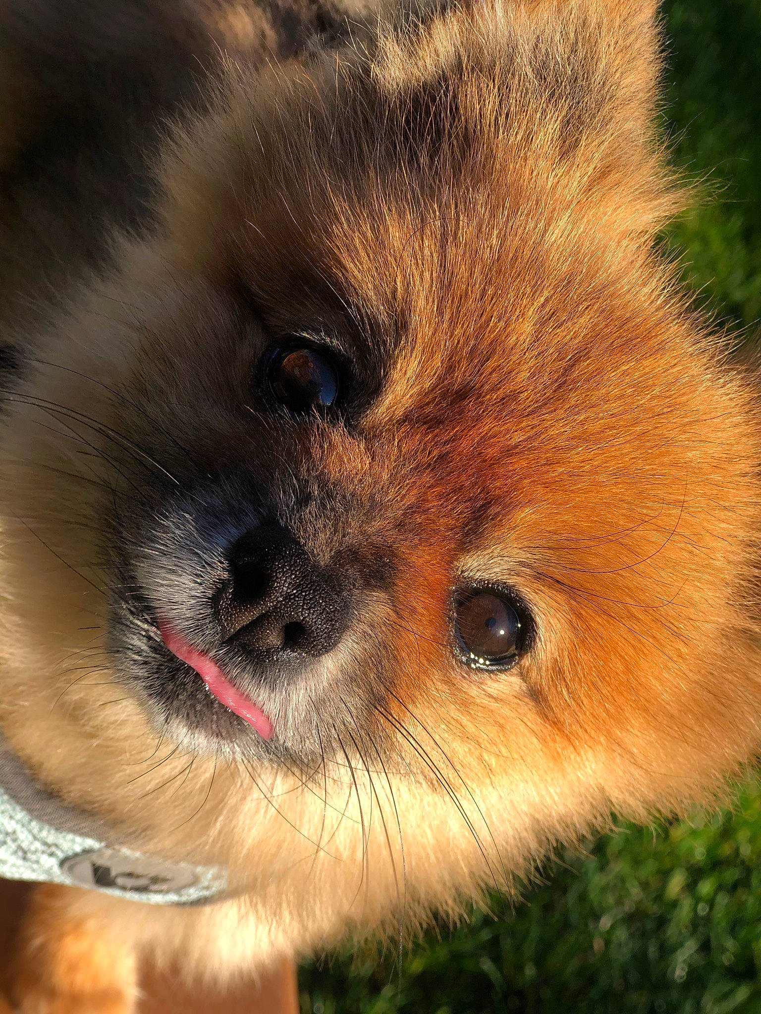 Mimi joined the competition — help win amazing prizes! canidae, carnivore, close_up, companion_dog, dog, dog_breed, eurasier, german_spitz, german_spitz_klein, german_spitz_mittel, mammal, non_sporting_group, pomeranian, puppy, snout, spitz, toy_dog, vertebrate, volpino_italiano, whiskers